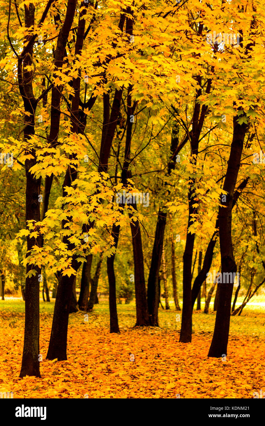 Maple trees in a park by an autumn day with yellow, green and red leaves and grass around covered by foliage. Stock Photo