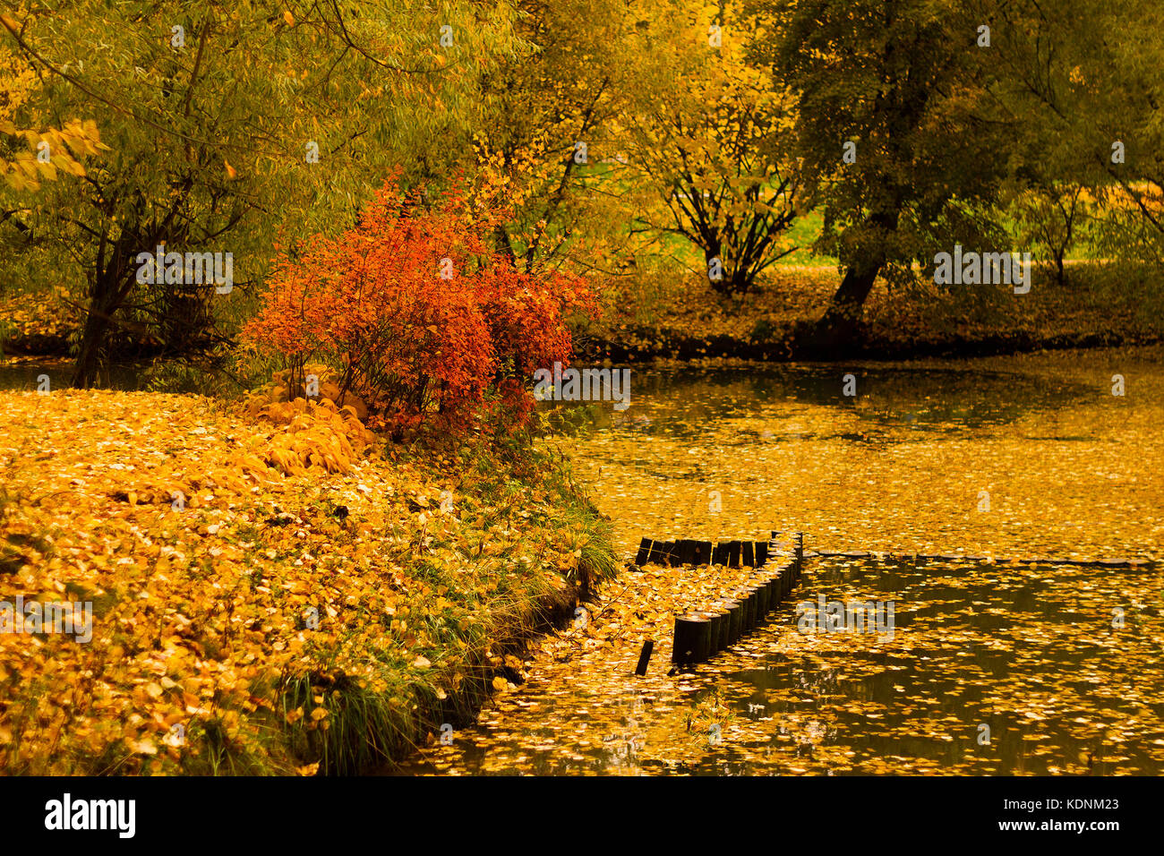 Trees in a park by an autumn day with yellow, green and red leaves at the shore of a pond. Stock Photo