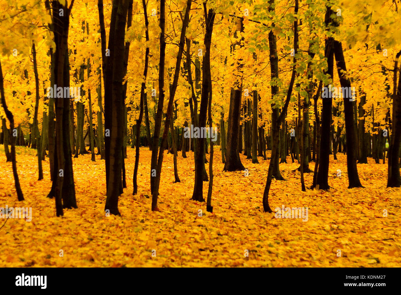 Maple trees in a park by an autumn day with yellow leaves, dark trunks and ground around covered by foliage. Stock Photo