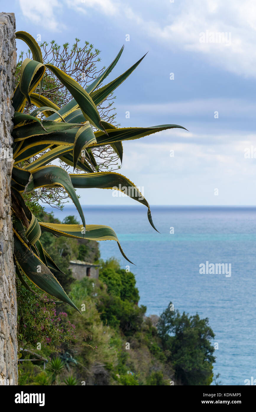 sea view from a rock, with typical Mediterranean vegetation Stock Photo