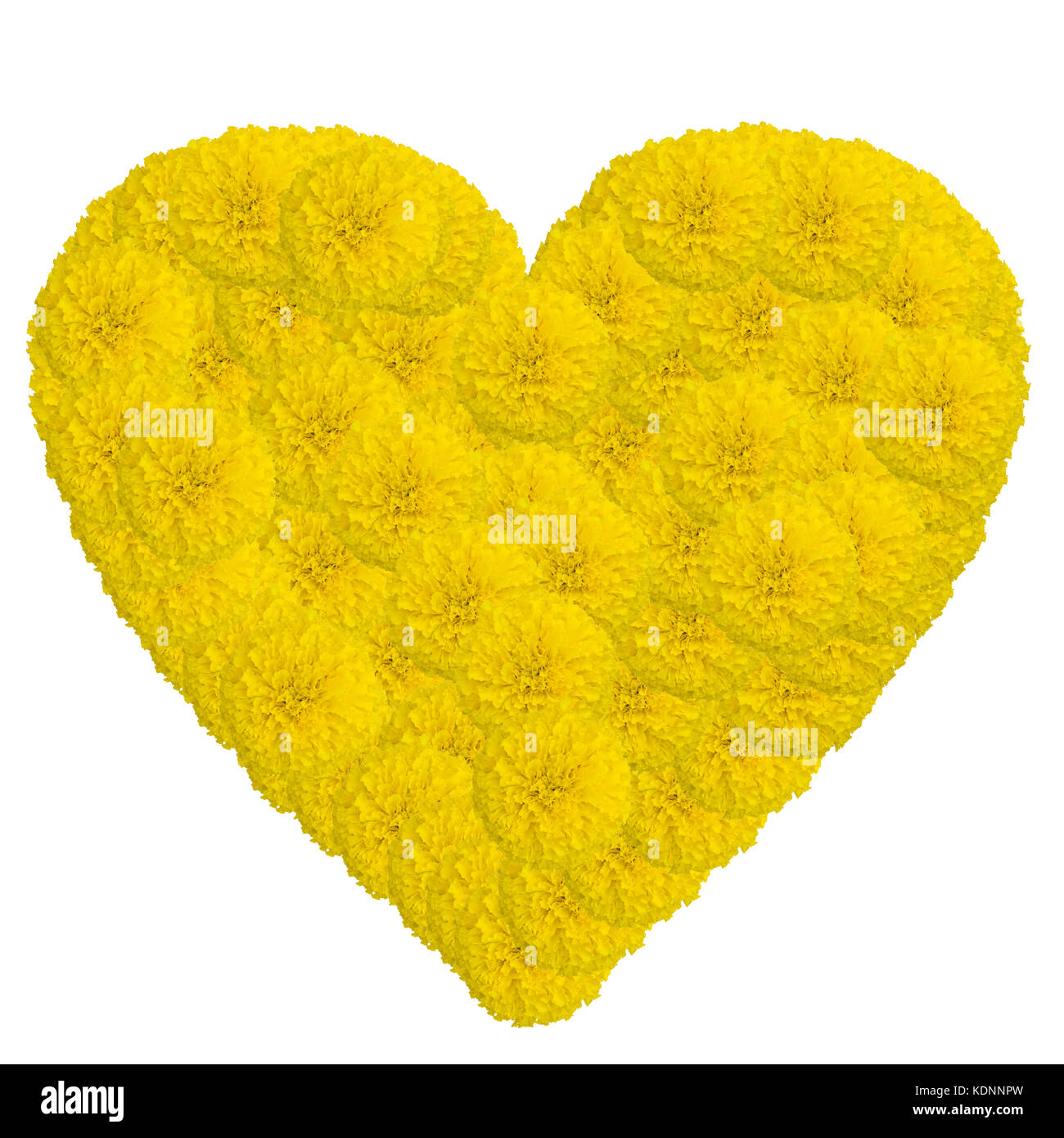 Heart of marigolds flower isolated on white background with clipping path, Tagetes erecta L. flower Stock Photo