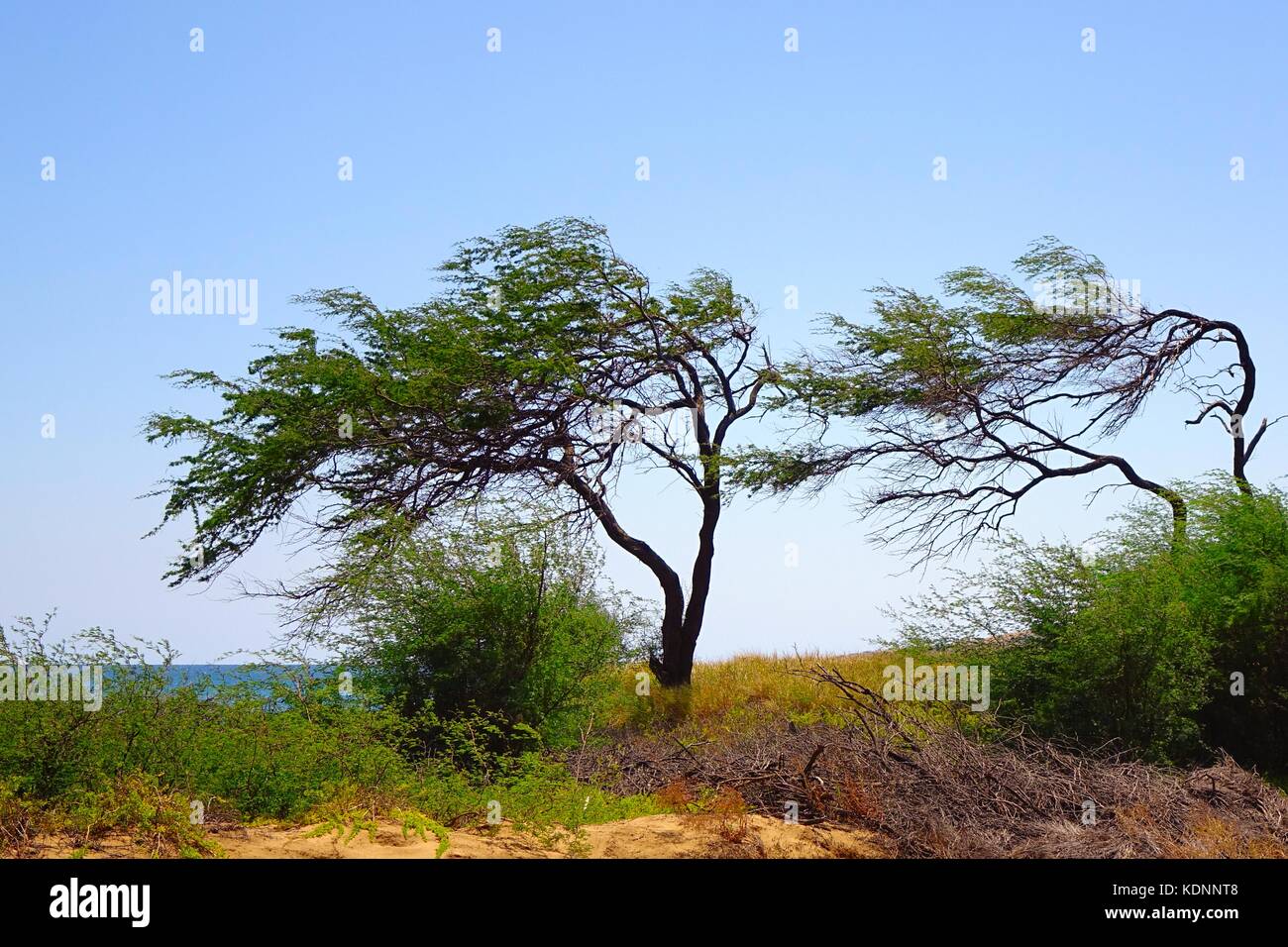 Windswept trees, south shore Maui beach Stock Photo