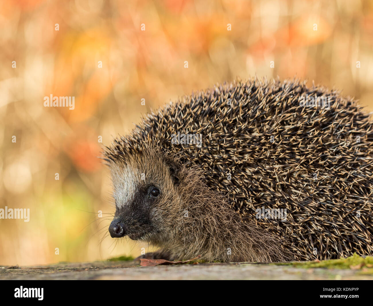 European hedgehog, Erinaceus europaeus in colorful autumn leaves looking in camera Stock Photo