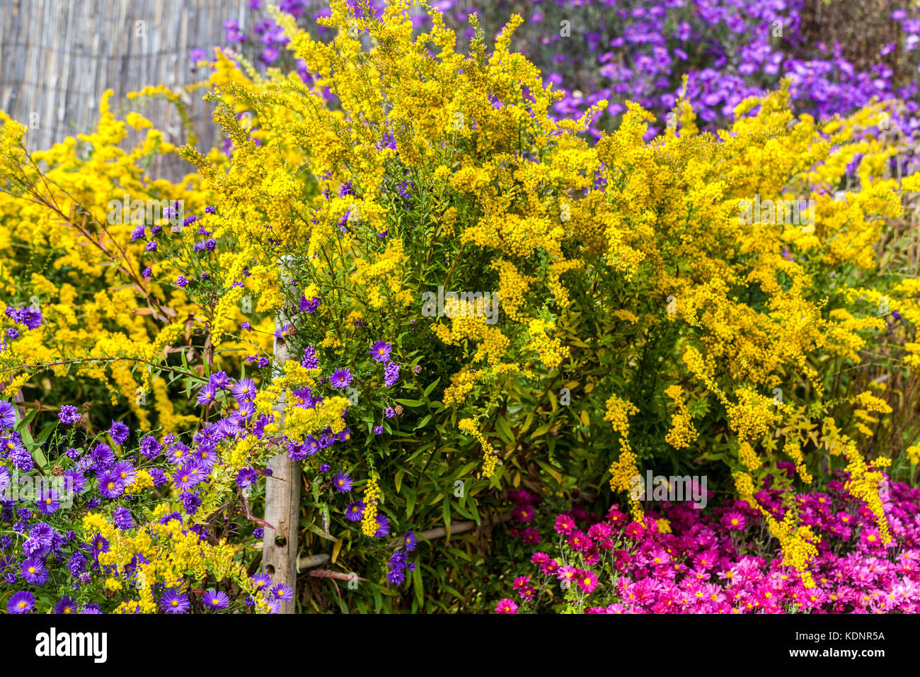 Goldenrod, Yellow Solidago virgaurea or Solidago canadensis, Purple Chrysanthemum herbstkuss ad blue Aster Goldenrod flowers Stock Photo
