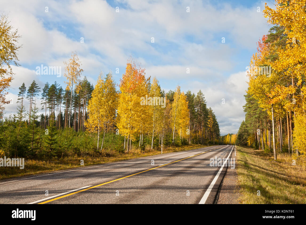 Asphalt road in the autumn forest on a bright sunny day Stock Photo - Alamy