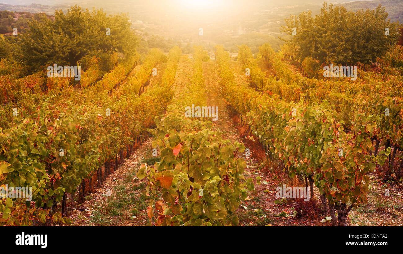 Golden light and autumn colours in a French vineyard in Provence in October. Stock Photo