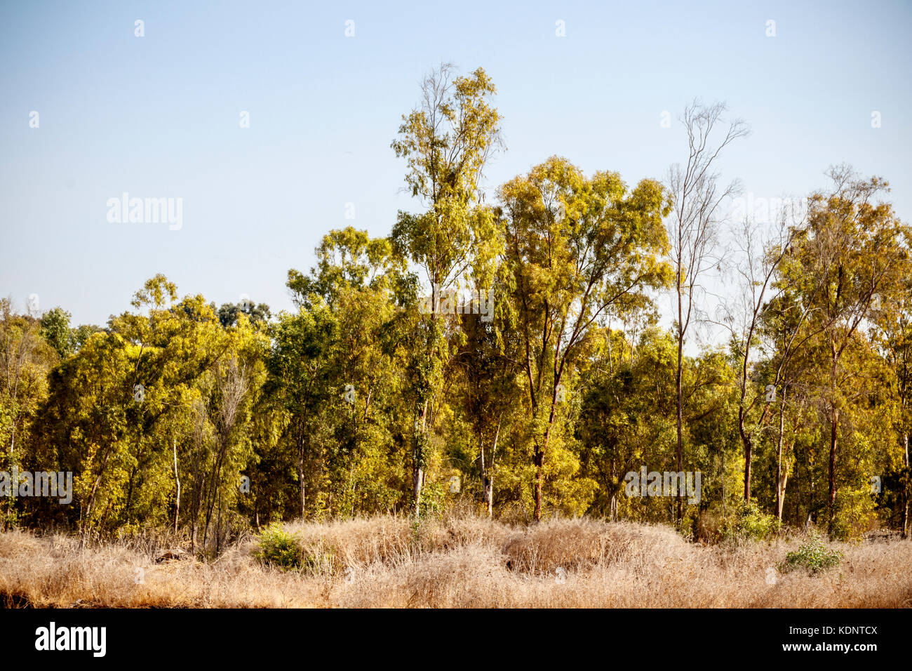 Eucalyptus forest countryside rural scenery hires stock photography