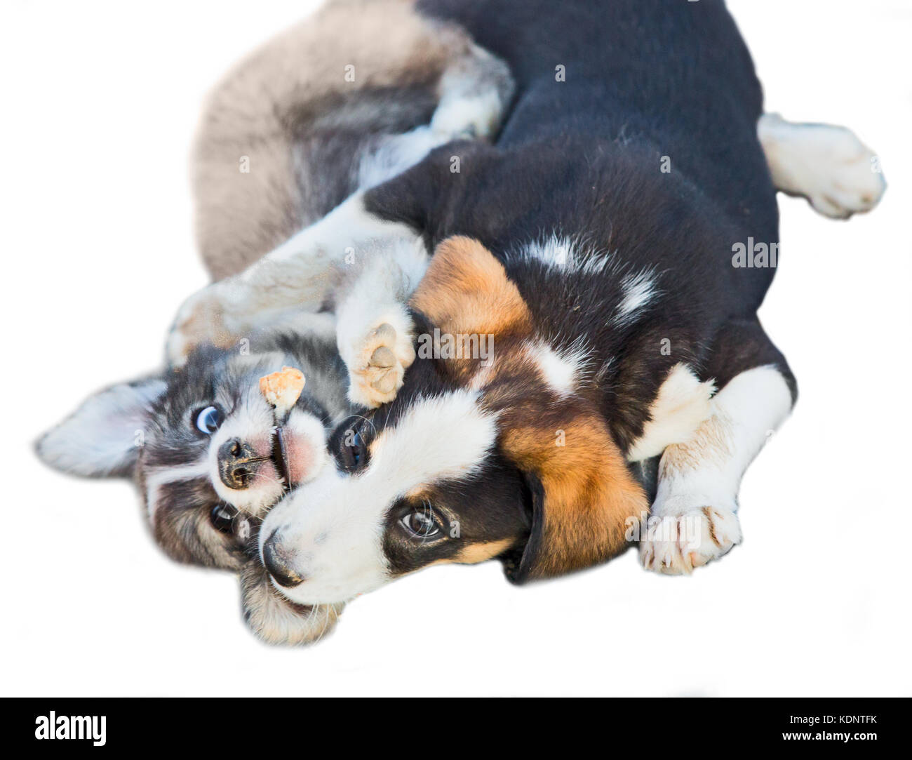 animal dogs outdoor pets, puppies are playing Stock Photo Alamy
