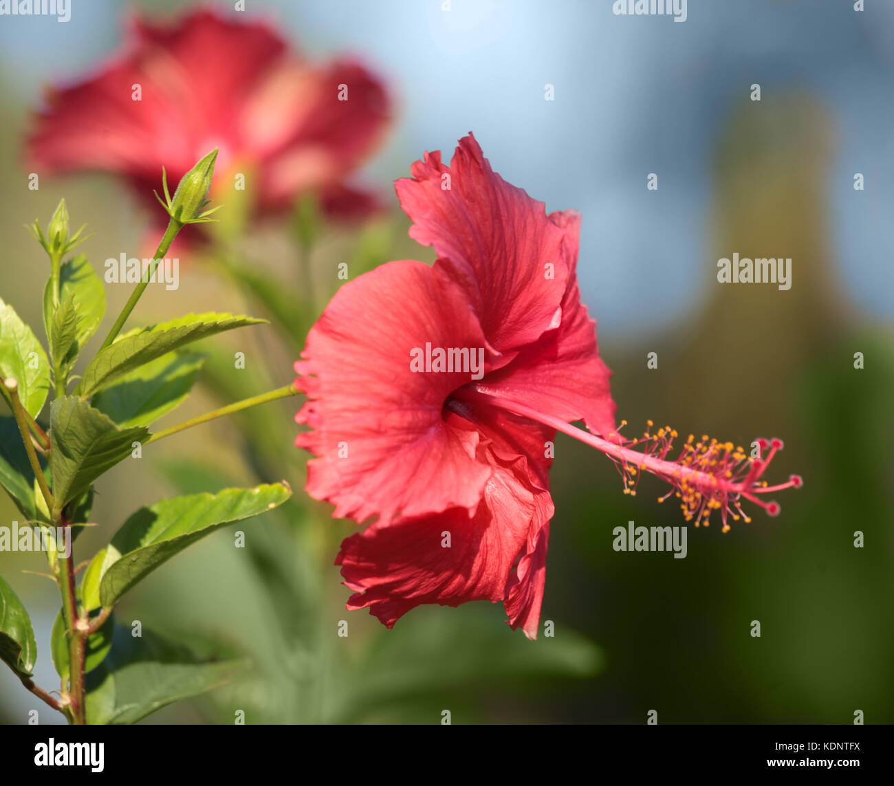 White hibiscus tree hi-res stock photography and images - Alamy