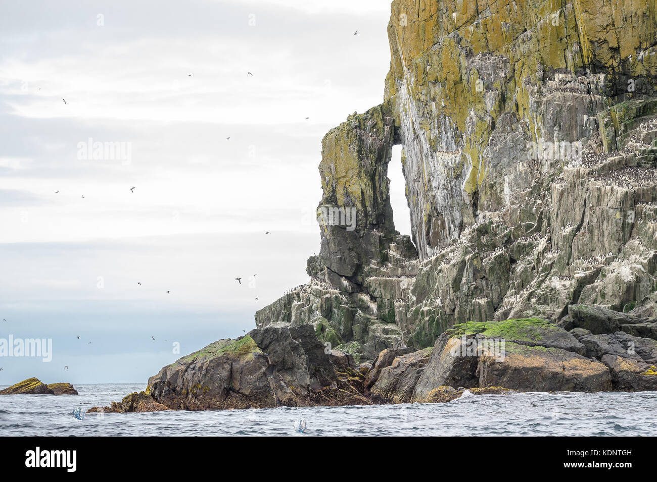 Columnar basalt rock formation with flocks of nesting murre in Semidi Islands, Alaska Stock Photo