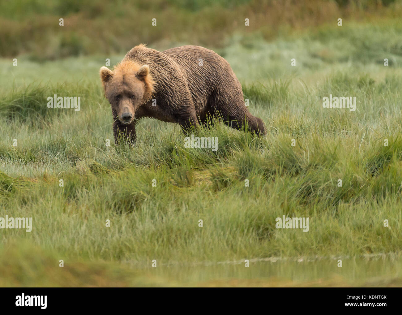Brown bear, ursus arctos, searching for food at Kukak Bay, Alaska, USA Stock Photo