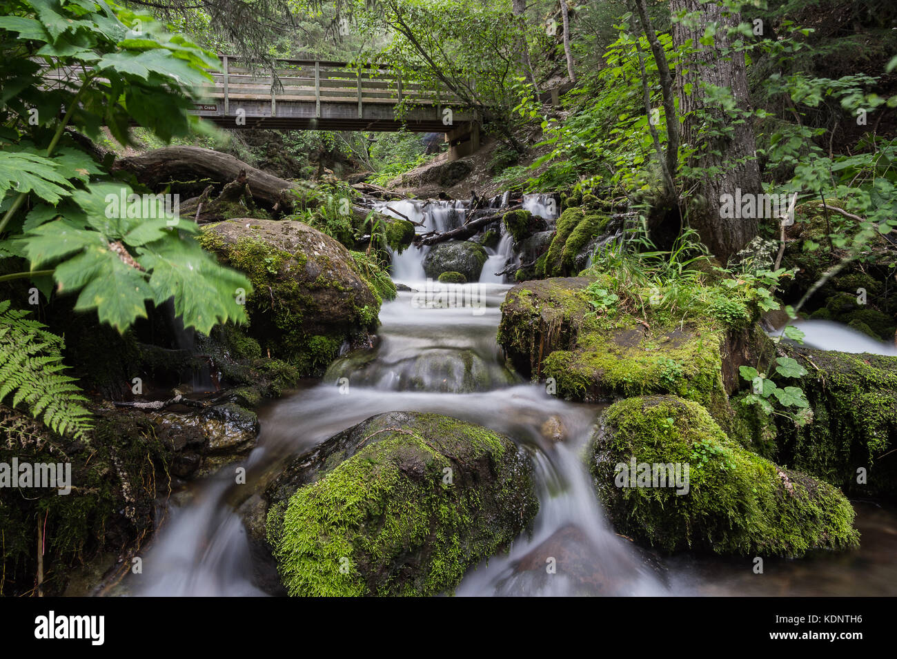 Beautiful serene stream, flowing over mossy rocks in Anchorage, Alaska Stock Photo