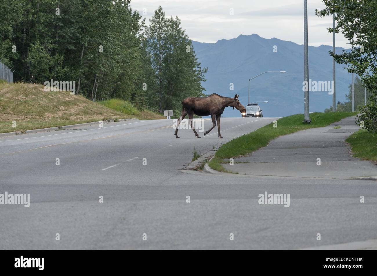 ANCHORAGE, ALASKA AUGUST 9 2017: A Moose is crossing the road, oblivious to oncoming traffic.  Regular signs in the area warn motorists to take extrem Stock Photo