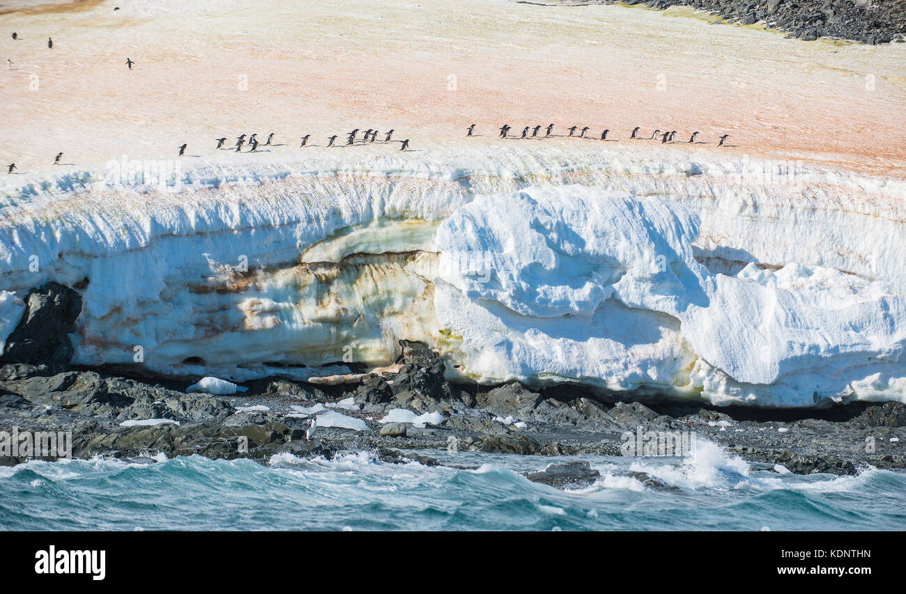 Line of Adelie penguin (Pygoscelis adeliae) colony at Hope Bay, Trinity Peninsula, Antarctic Peninsula Stock Photo