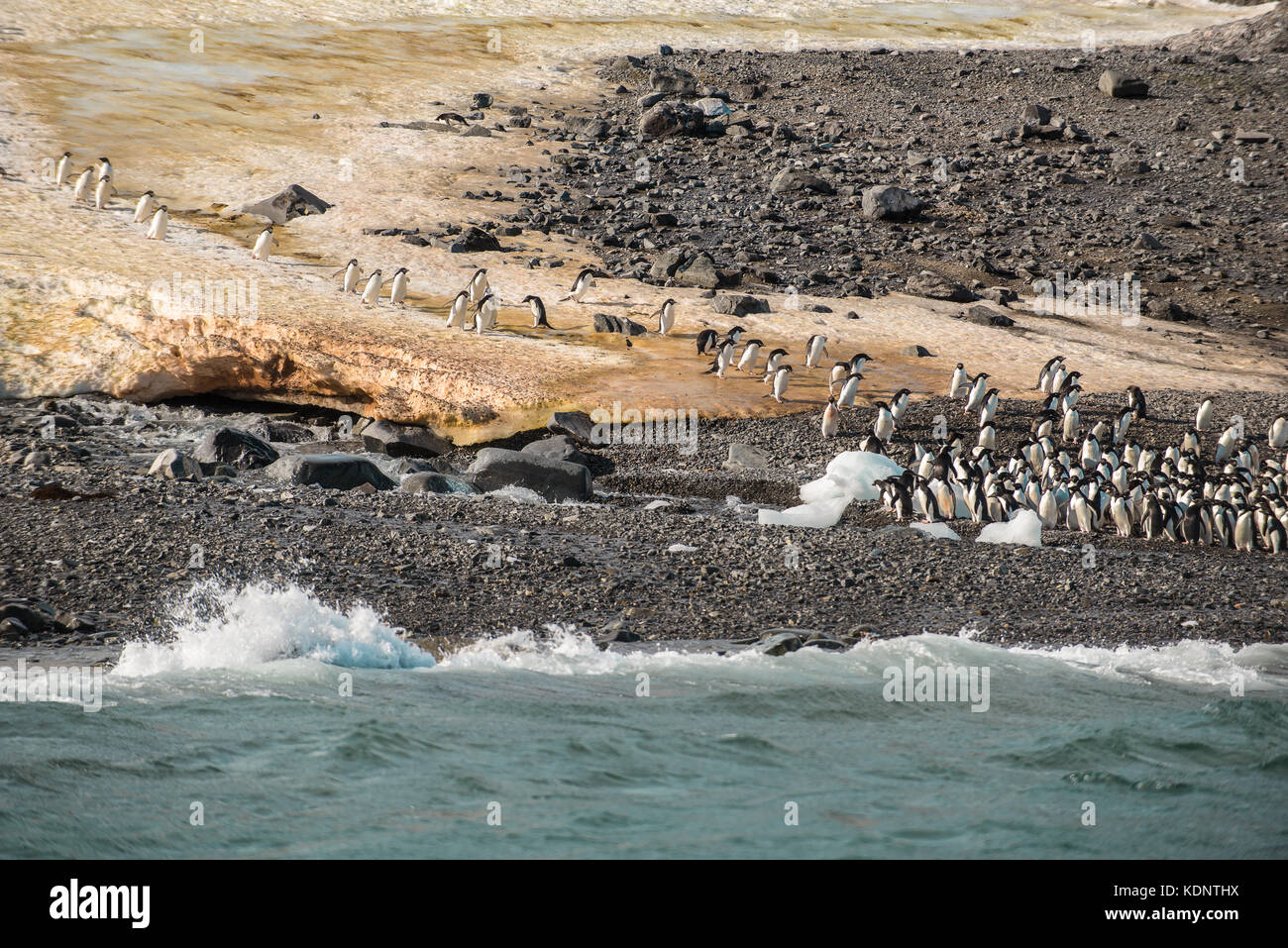 Adelie penguin (Pygoscelis adeliae) colony at Hope Bay, Trinity Peninsula, Antarctic Peninsula Stock Photo