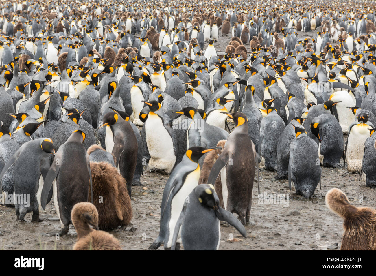 King penguin colony (Aptenodytes patagonicus) with chicks in foreground, on Salisbury Plain, Bay of Isles on the north coast of South Georgia Stock Photo