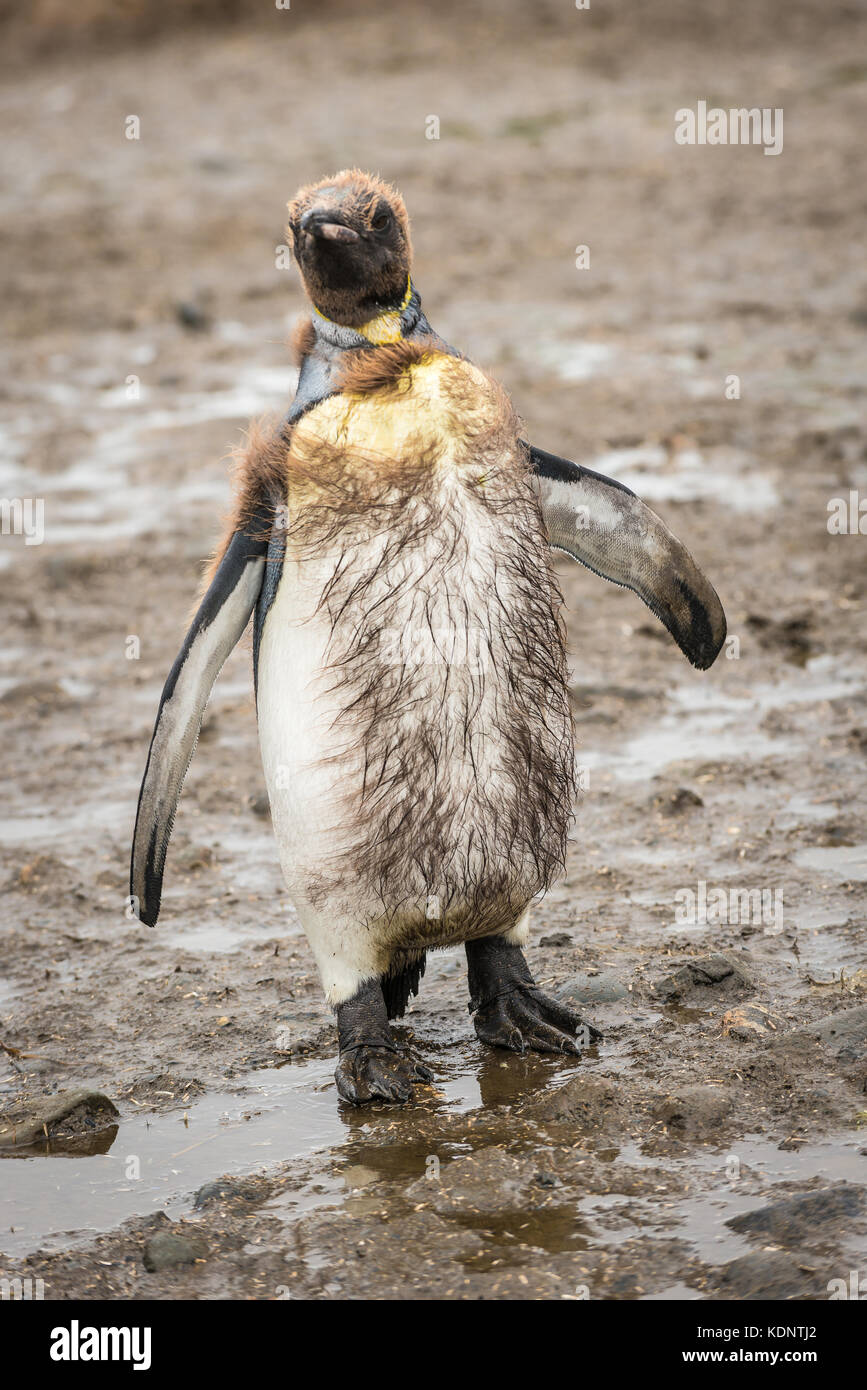 Moulting king penguin (Aptenodytes patagonicus) on Salisbury Plain, Bay of Isles on the north coast of South Georgia Stock Photo