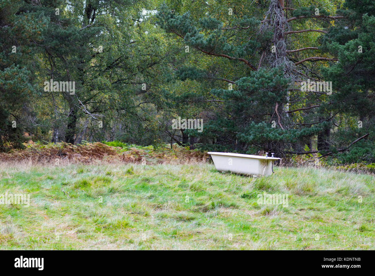 An outdoor bath in a clearing in the Rothiemurchus Forest on the
