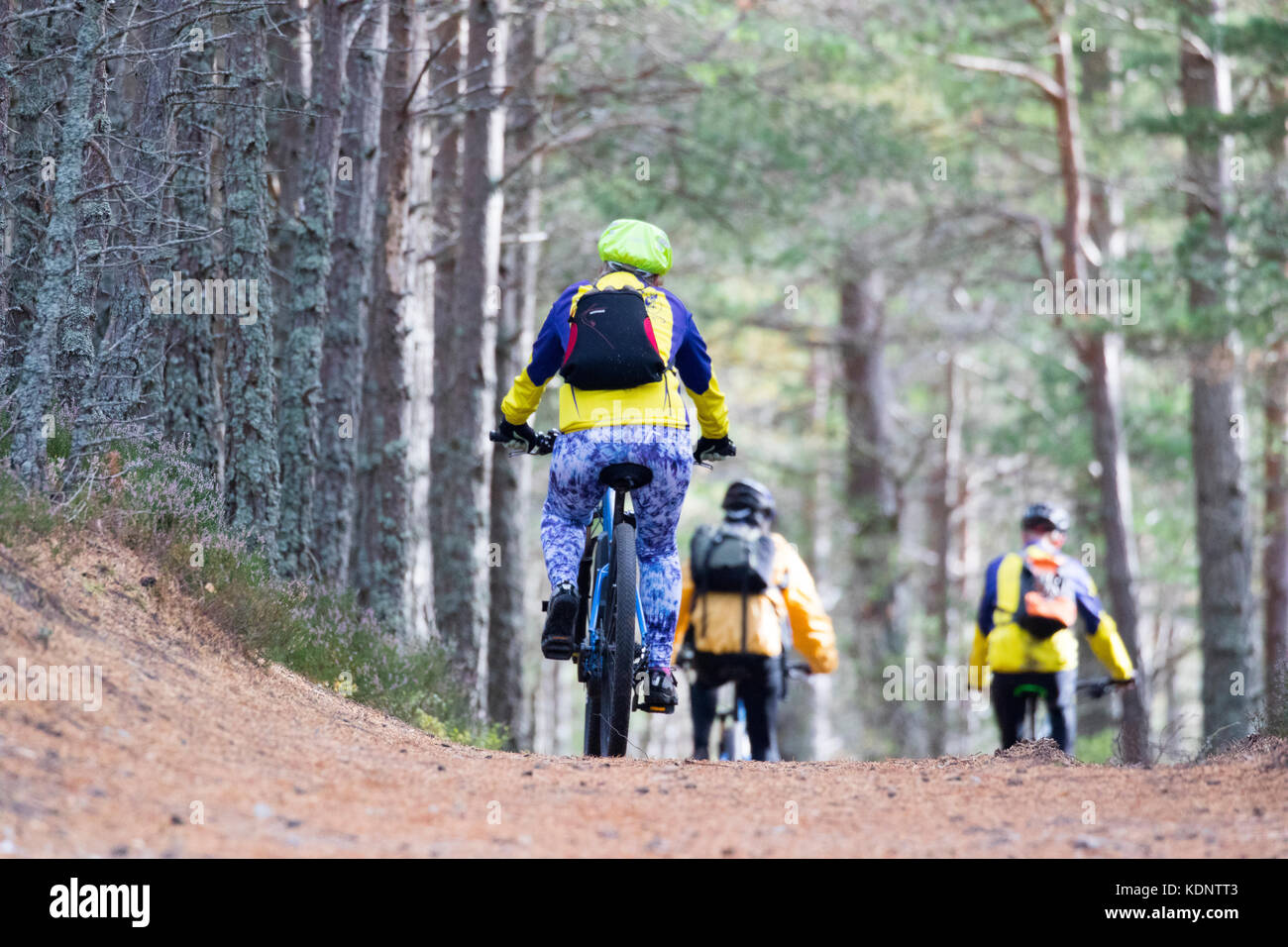 People cycling around the very popular and well established trails at Loch an Eilein in the Rothiemurchus Forest part of the Rothiemurchus Estate Stock Photo