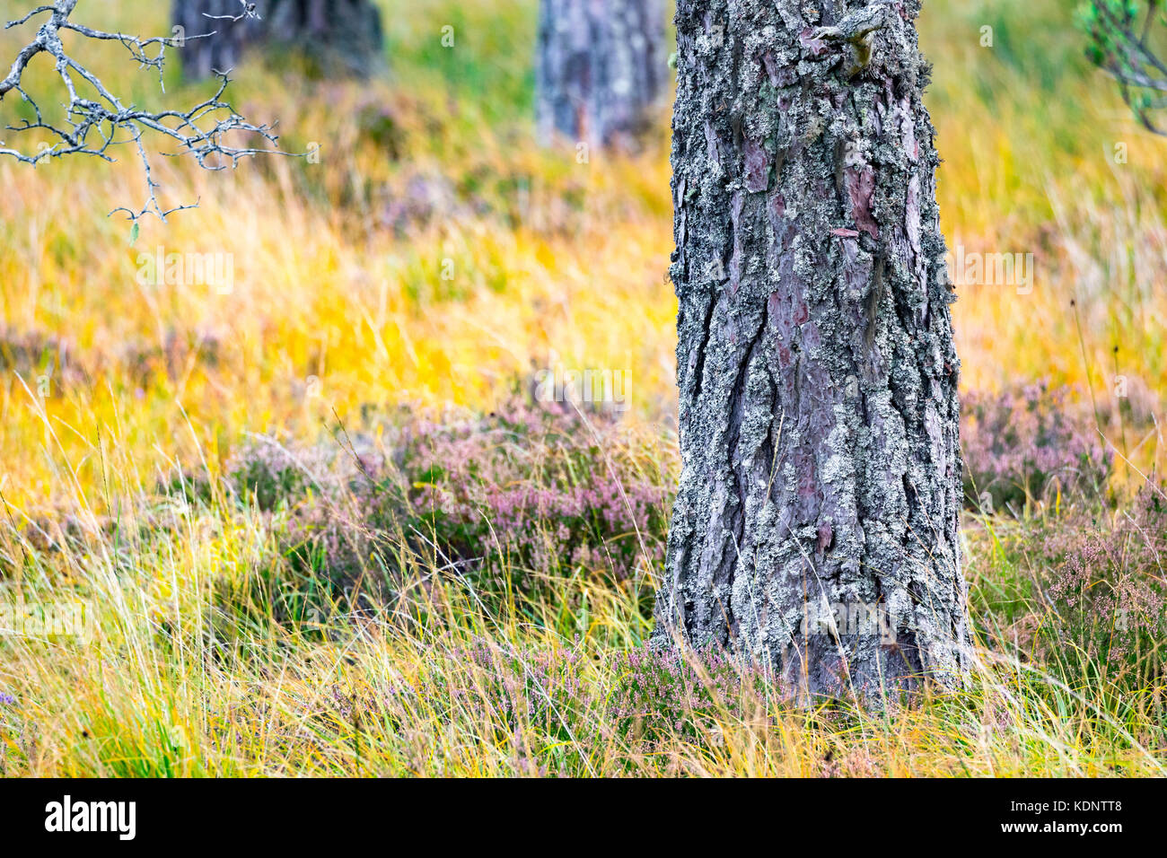 Close up detail of Scots pine in the ancient Caoldeonian Forest on the Rothiemurchus Estate, Cairngorms, Scotland Stock Photo