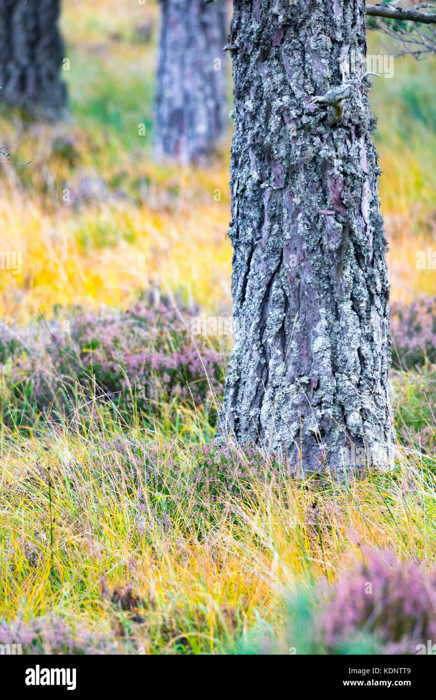 Close up detail of Scots pine in the ancient Caoldeonian Forest on the Rothiemurchus Estate, Cairngorms, Scotland Stock Photo