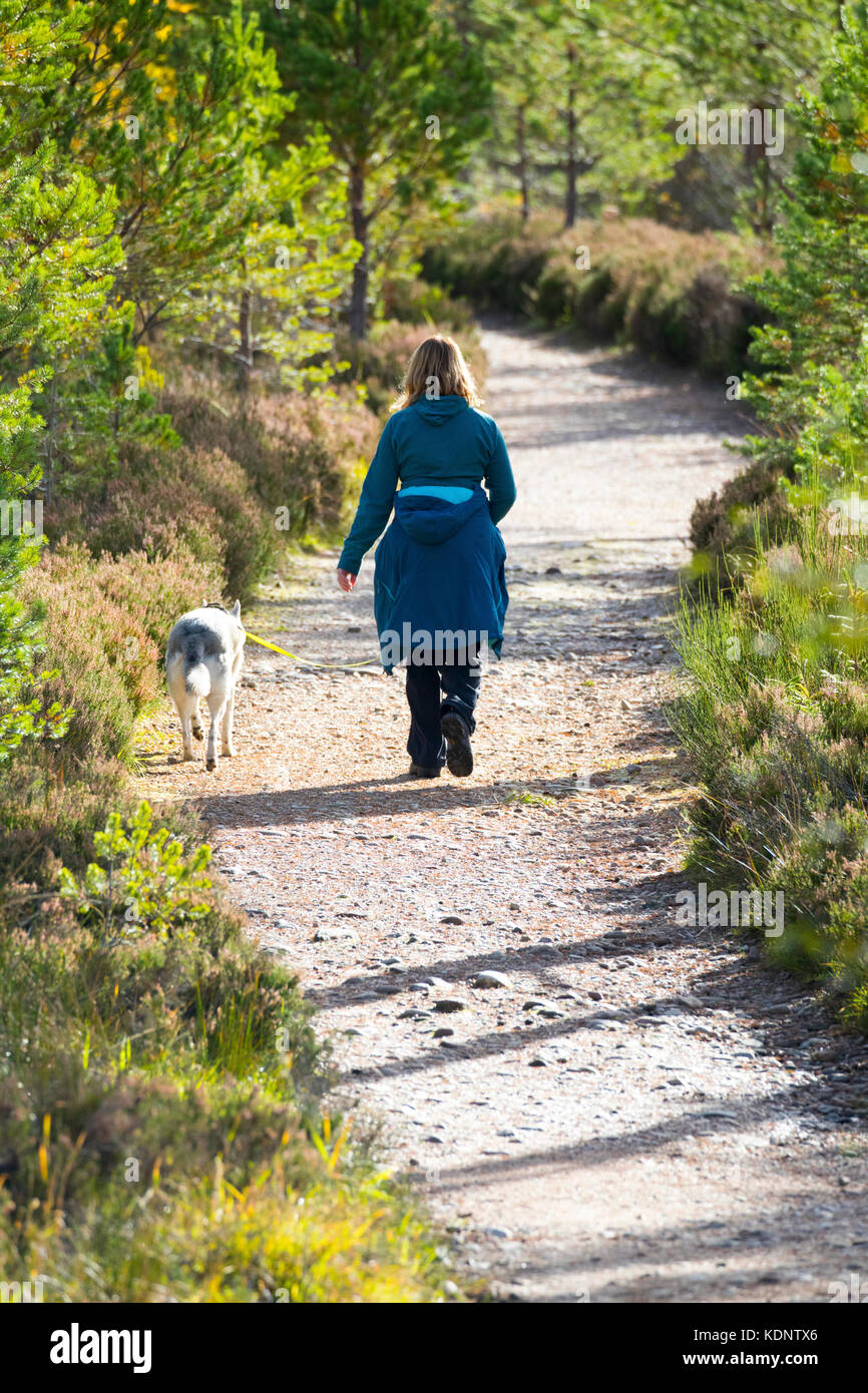 Womand walking husky dog on a lead along a forest path on Glenmore Forest Par in Autumn sunshine near Aviemore, Scotland, UK Stock Photo