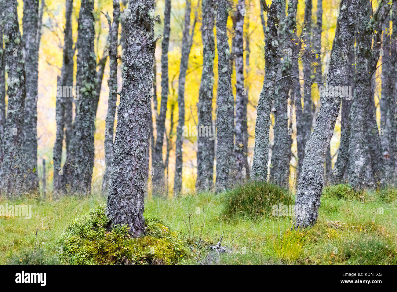 Lichen covered silver birch trees in small woodland with autumn foliage in Inshriach Forest on the banks of the River Spey, near to Feshiebridge Stock Photo