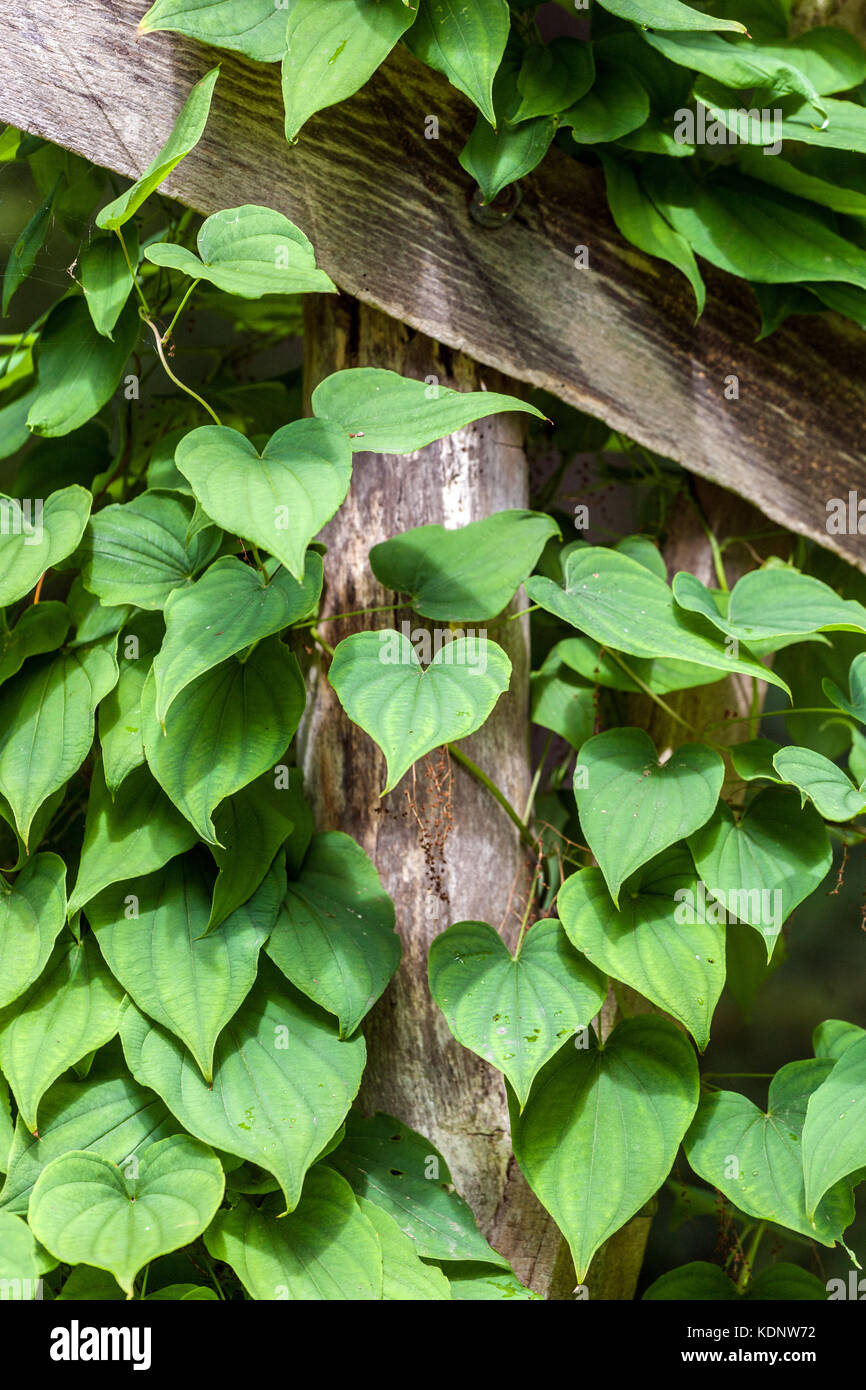 Dioscorea caucasica,leaves, climbing plant Stock Photo