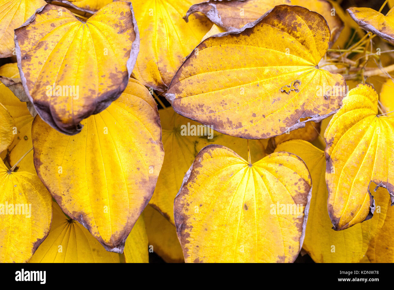 Dioscorea caucasica, yellow autumn colours Dioscorea autumn Yam Stock Photo