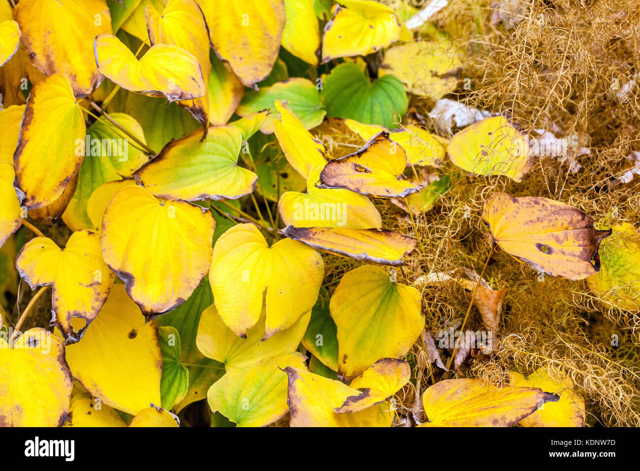 Dioscorea caucasica, Asparagus officinalis yellow autumn colors Stock Photo