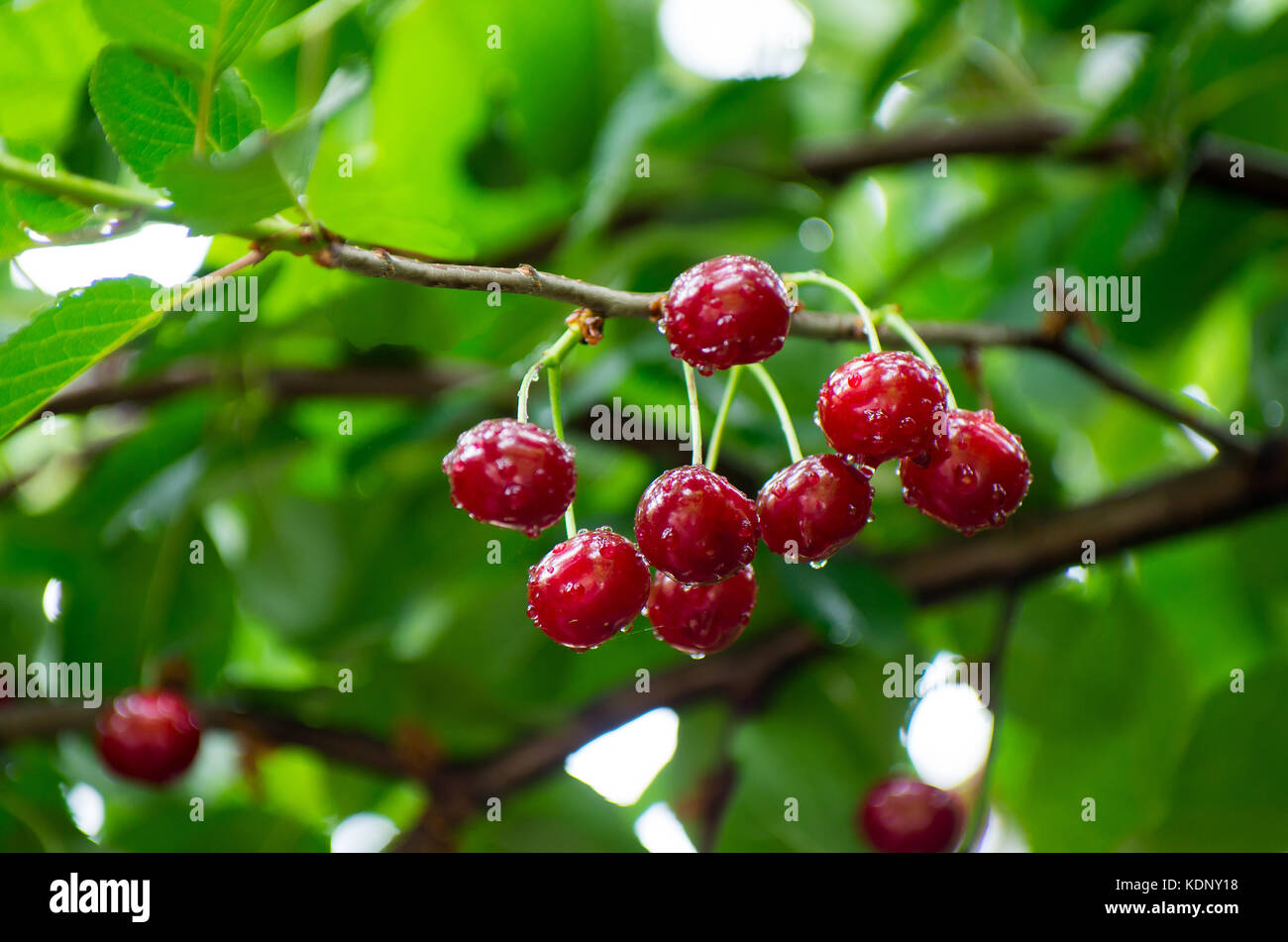Red and sweet cherries on a branch after rain Stock Photo