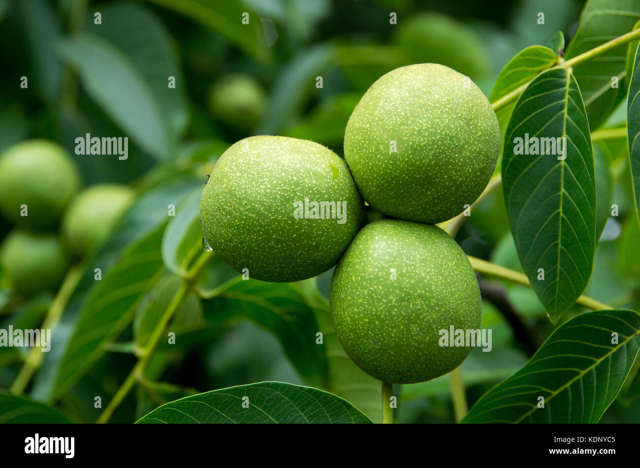 Black walnut hi-res stock photography and images - Alamy