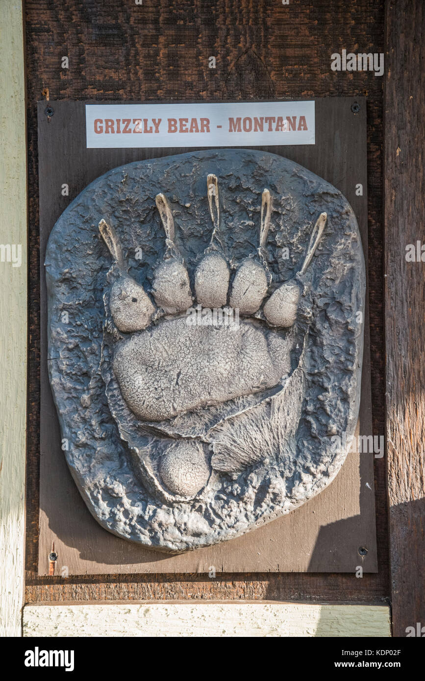 Yellowstone Canyon area, Grizzly Bear paw plaster cast at the Bear