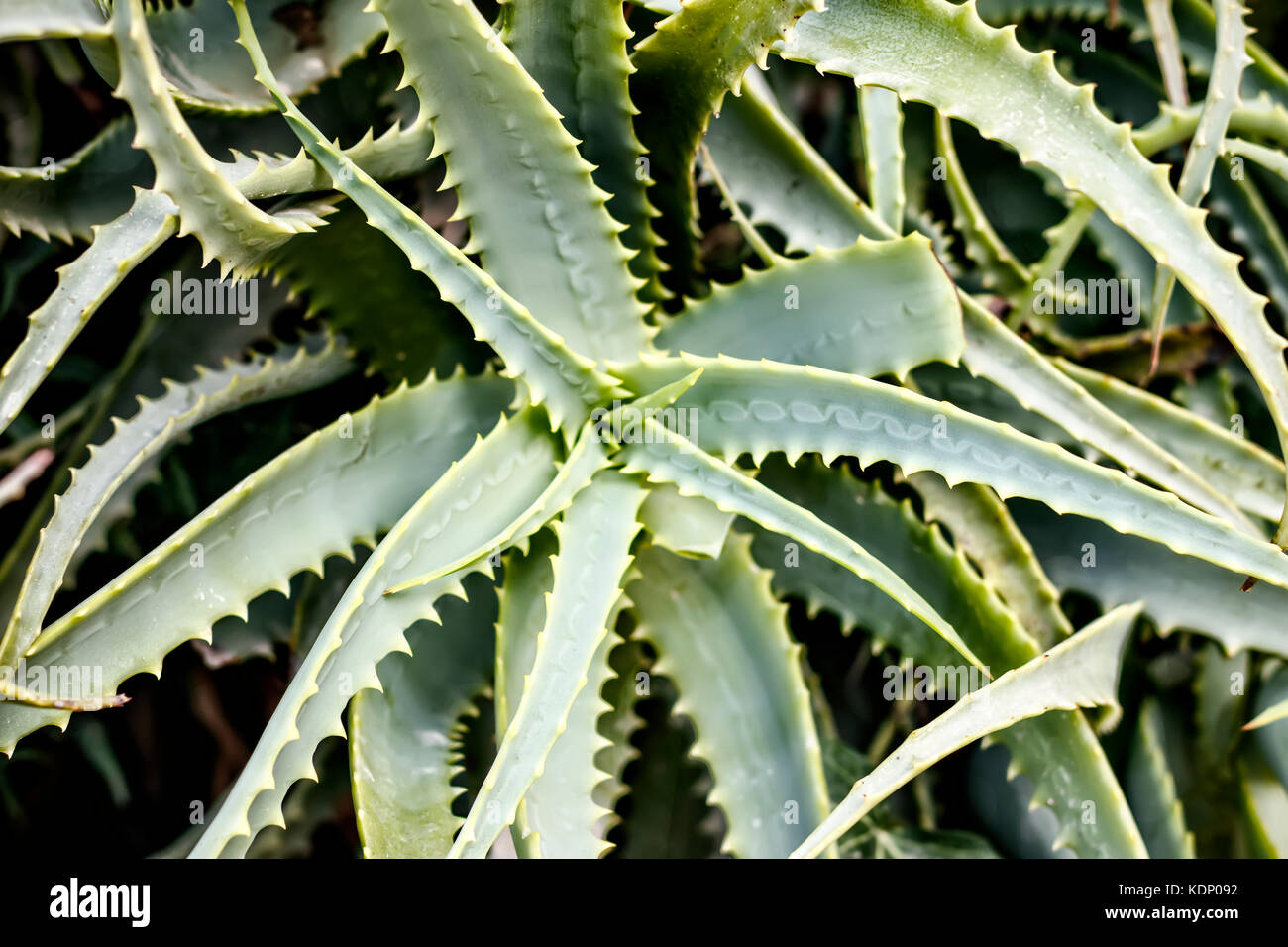Top view of the aloe plant Stock Photo