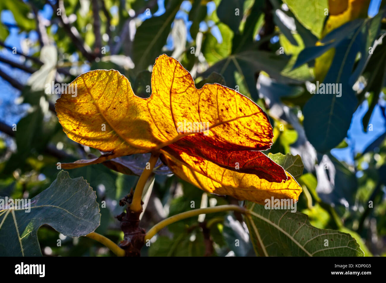 Fig tree leaf hi-res stock photography and images - Alamy