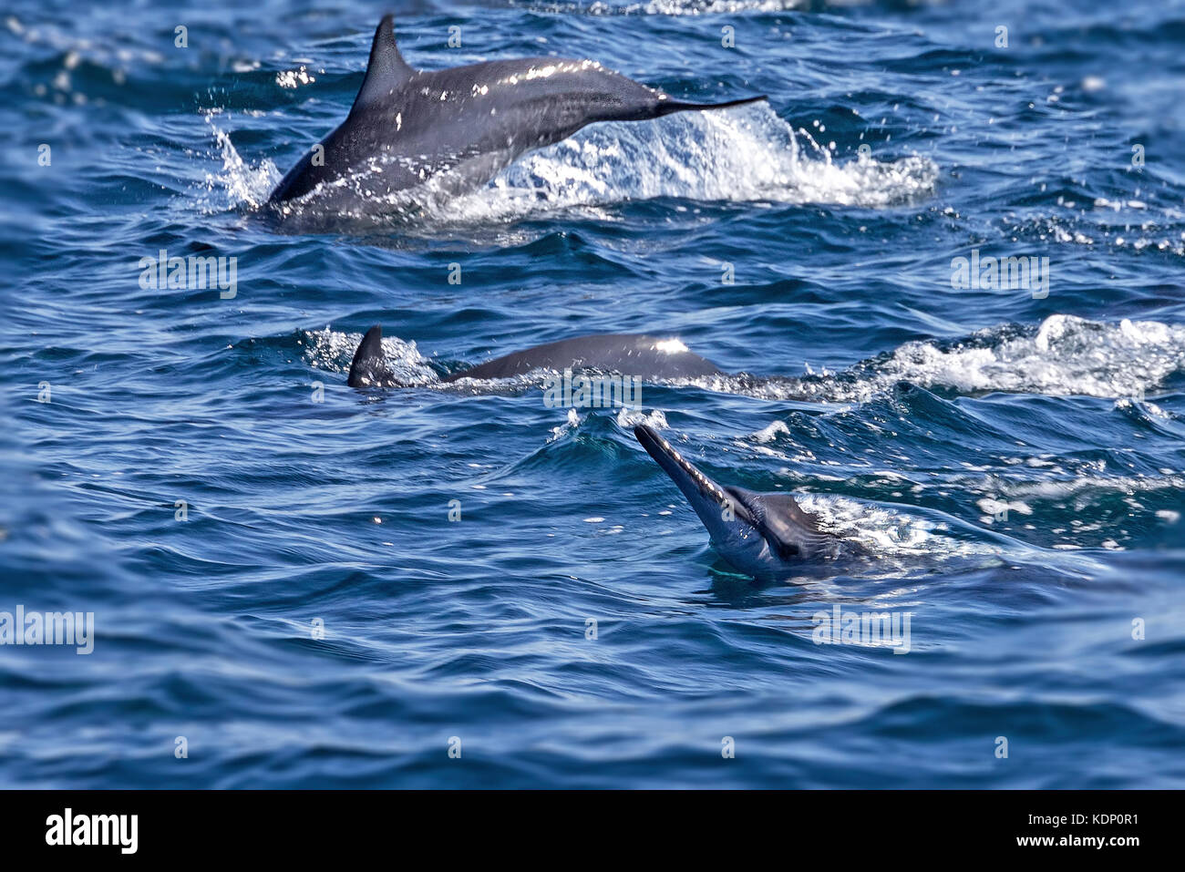 Group of bottlenose dolphins - Oman Stock Photo