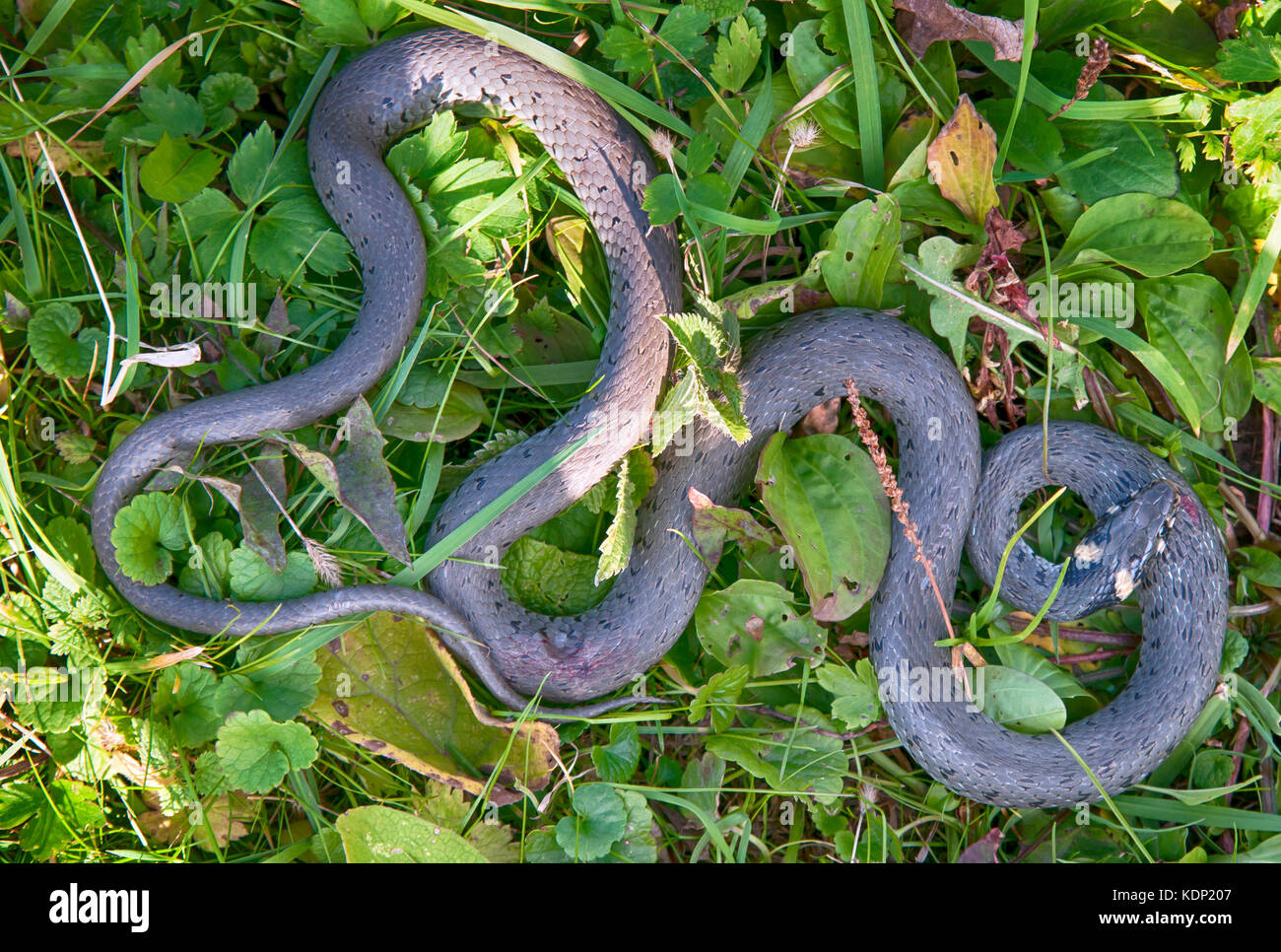 grass snake basking in sunlight Stock Photo Alamy