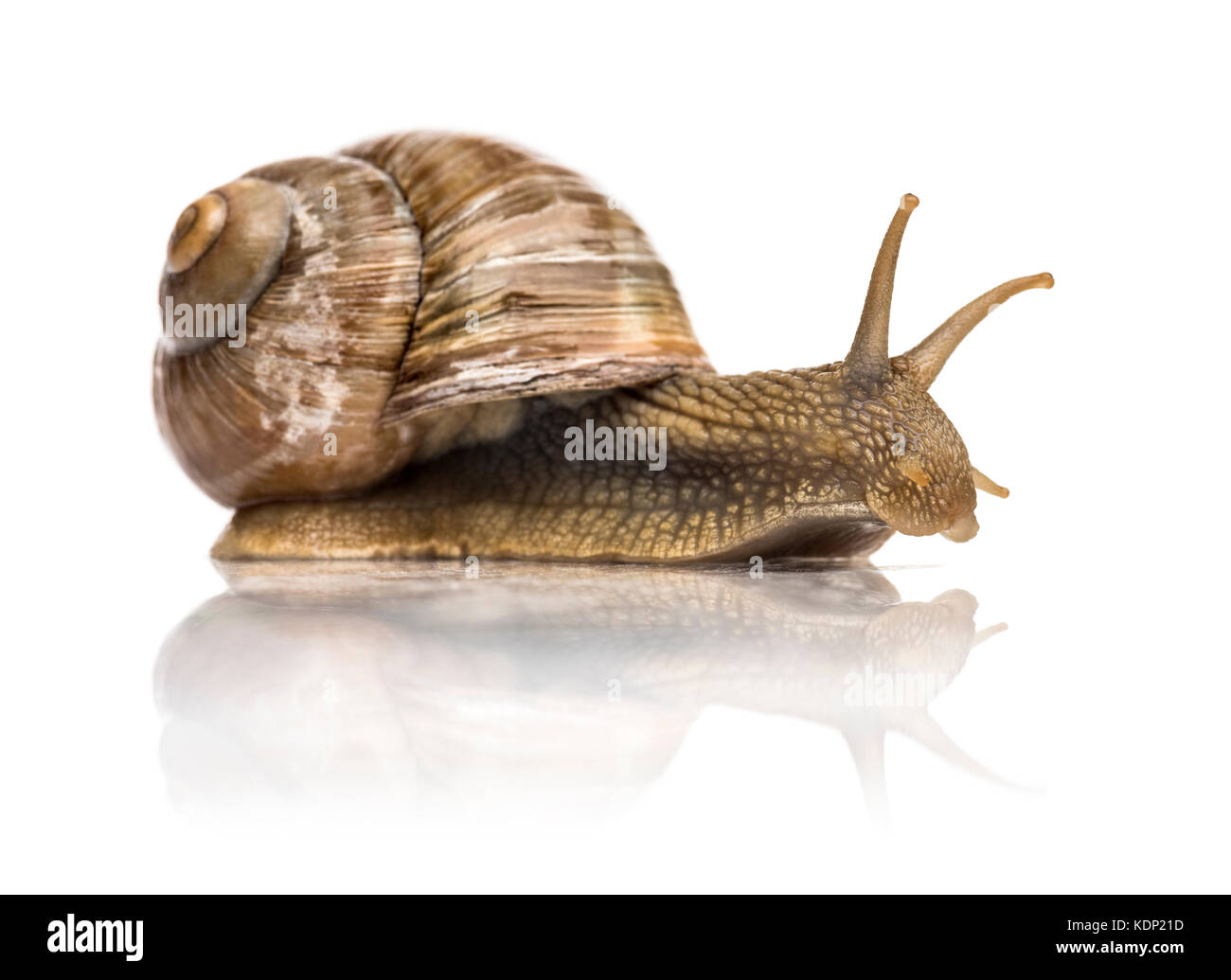 Crawling common snail, Burgundy snail or edible snail, isolated Stock Photo