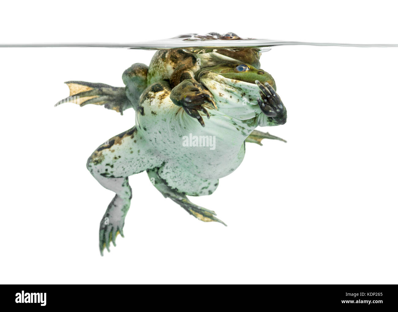 frogs copulating under clear water, isolated on white Stock Photo Alamy