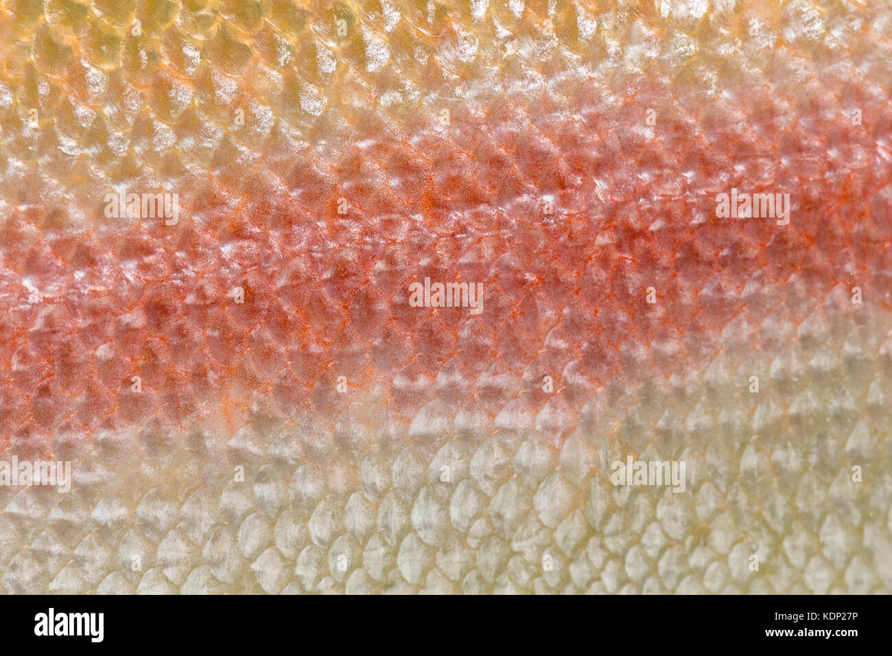 Close-up of skin of albinos rainbow trout Stock Photo