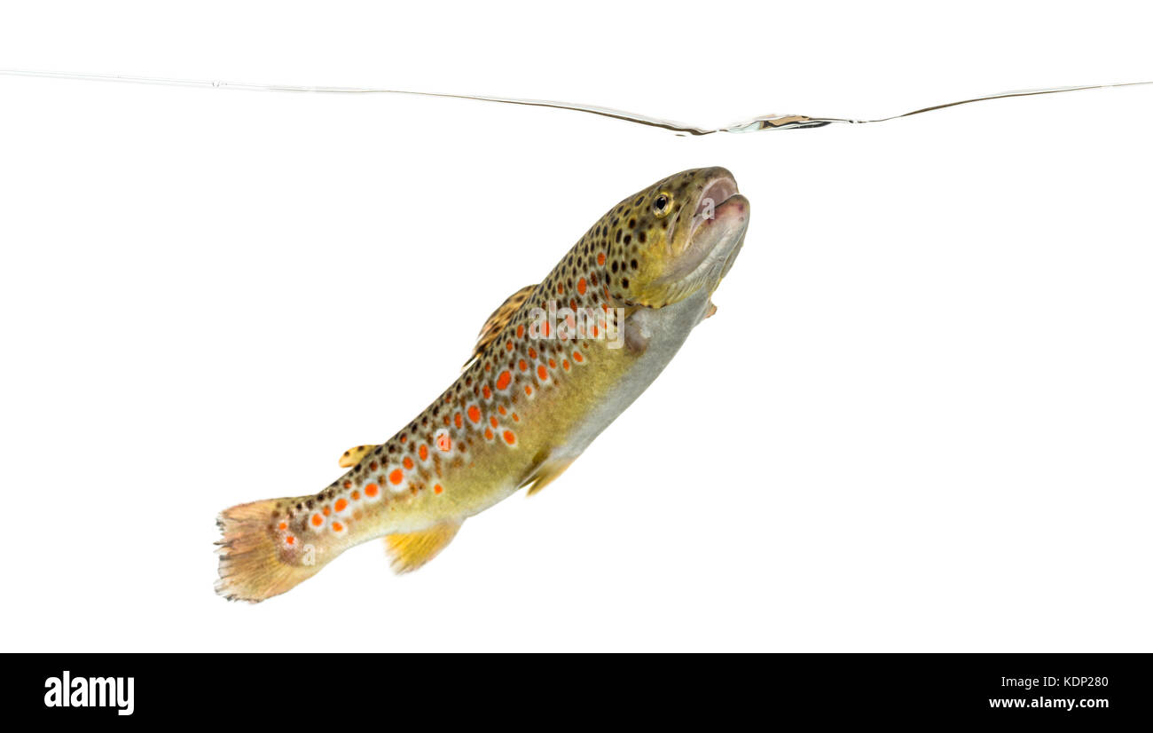 Brown trout swimming under water line, isolated on white Stock Photo