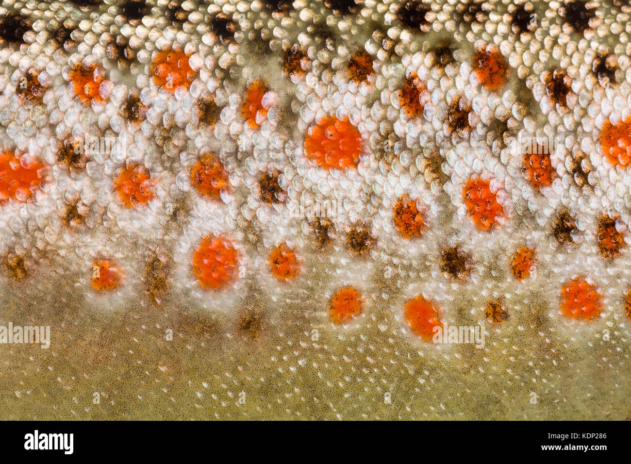 Closeup of brown trout scales Stock Photo Alamy