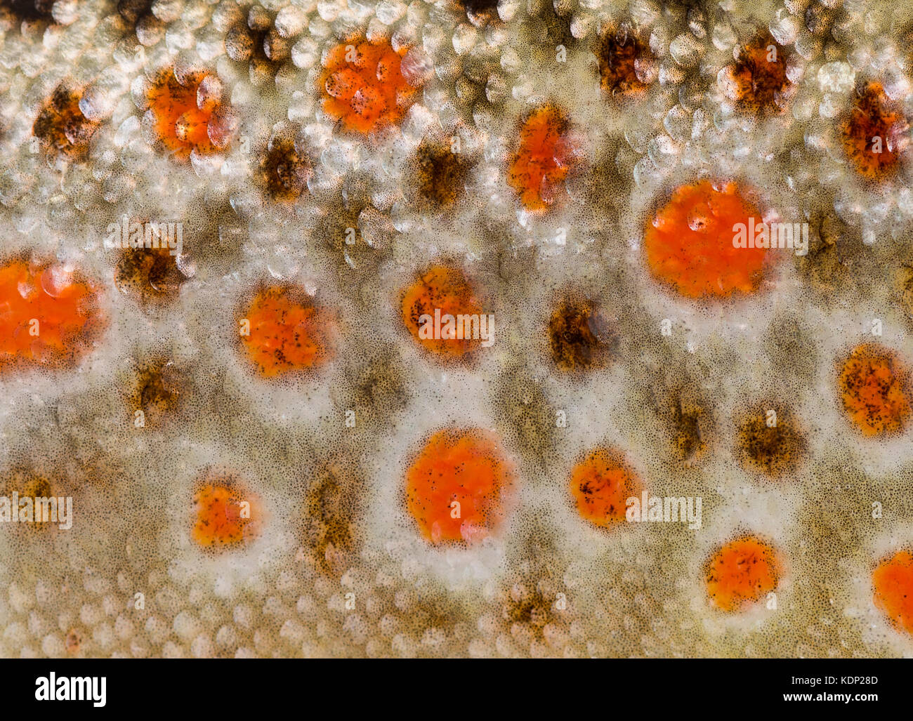 Closeup of brown trout scales Stock Photo Alamy