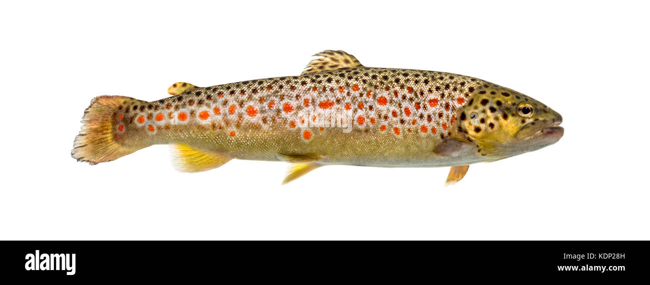 Brown trout swimming, isolated on white Stock Photo Alamy