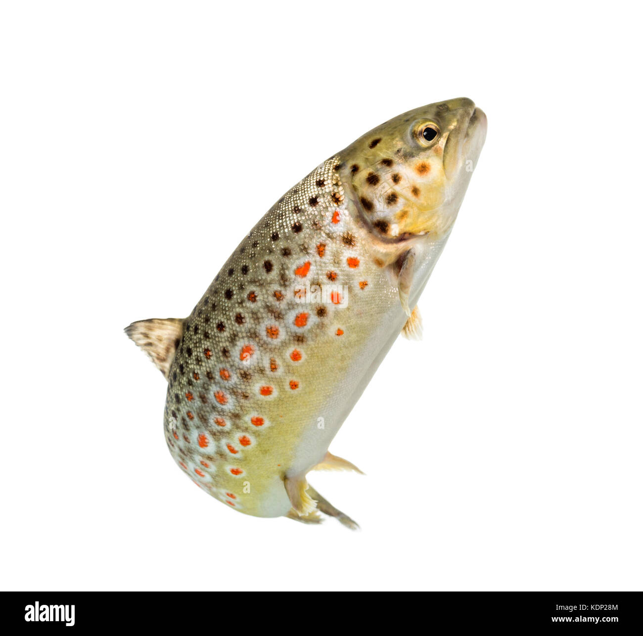 Alert Geometri miles Red spotted trout Cut Out Stock Images & Pictures - Alamy
