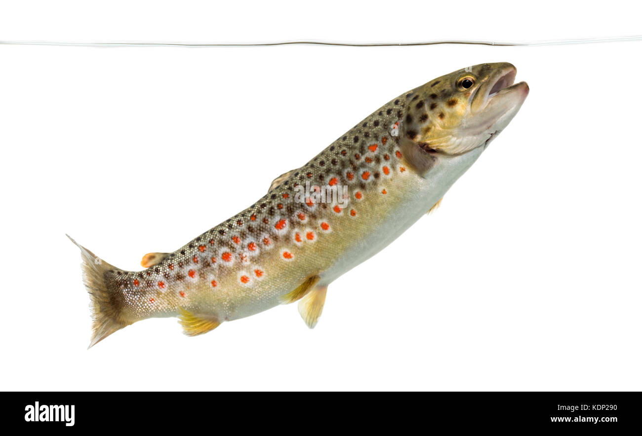 Brown Trout Stock Photos Brown Trout Stock Images Alamy