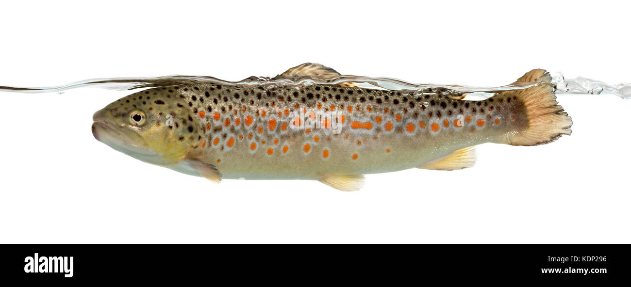 Brown trout swimming under water line, isolated on white Stock Photo
