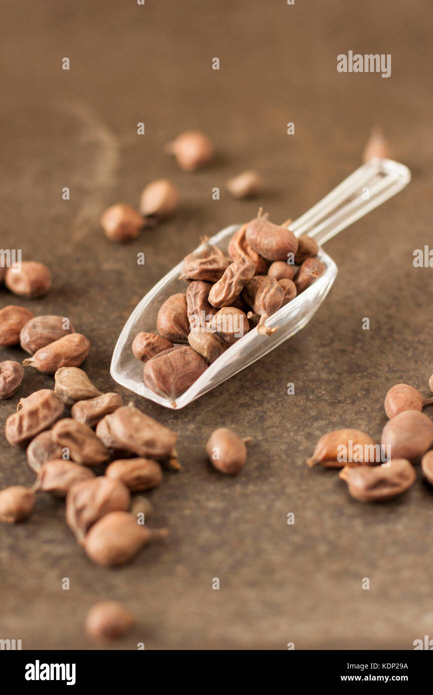 Embiriba seeds on transparent acrilic spoon in rustic gray background background Stock Photo