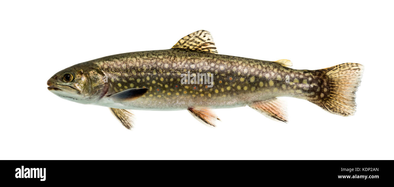 Brook trout swimming, isolated on white Stock Photo