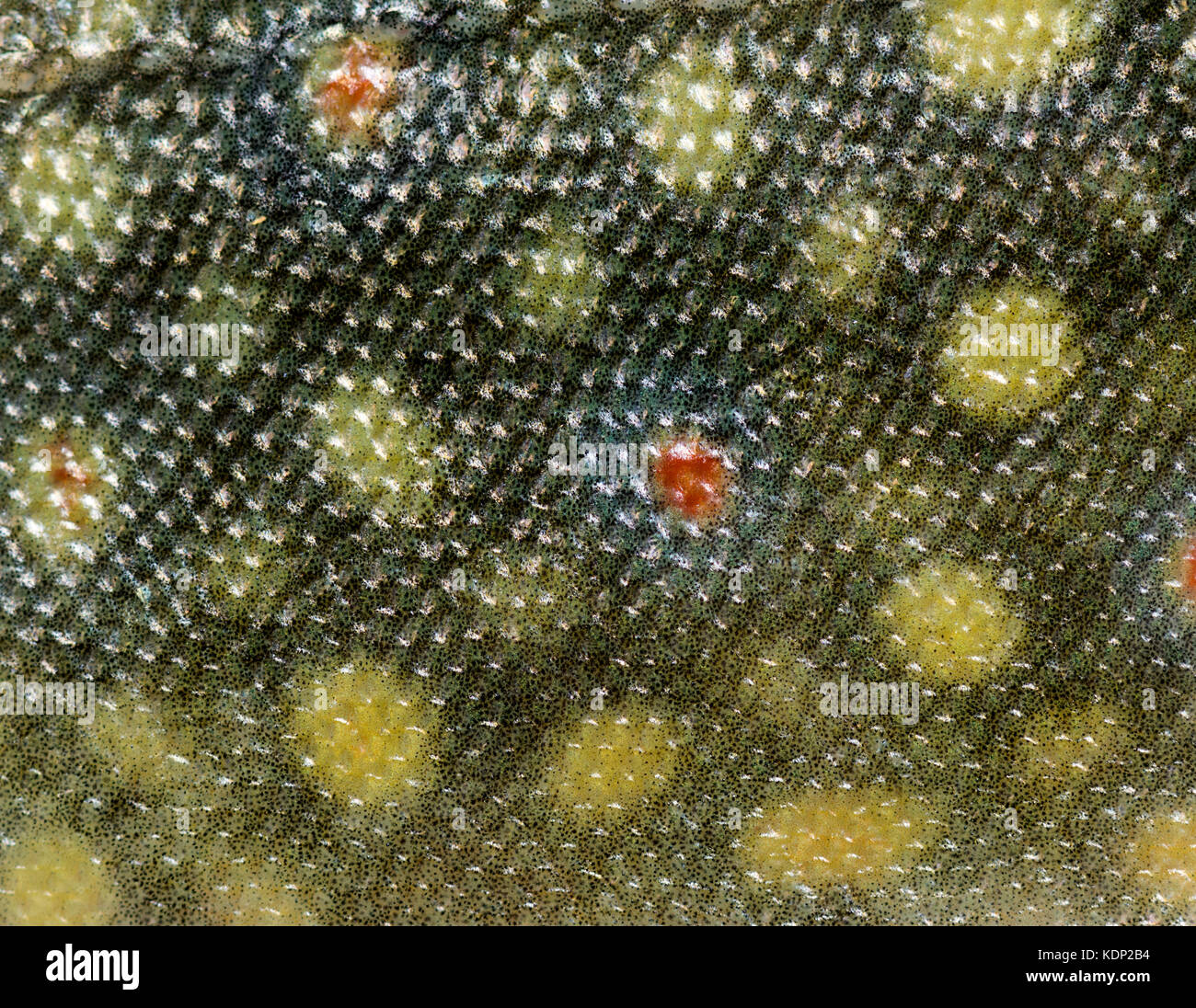 Close-up of brook trout scales Stock Photo